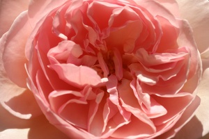 Rose 001