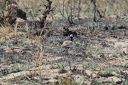 731 Etosha 11.09 13H13