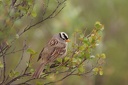 Oiseaux