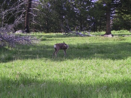 141-Yellowstone