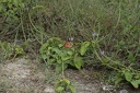 Insectes et autres arthropodes